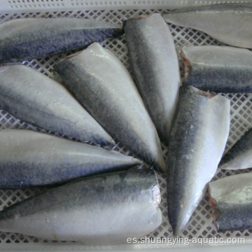 Filetes de pescado congelado de filete de exportación china Filetes de caballa de pescado